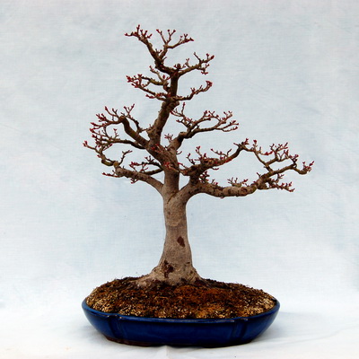 افرا پالماتوم شیشیگاشیرا (بونسای)